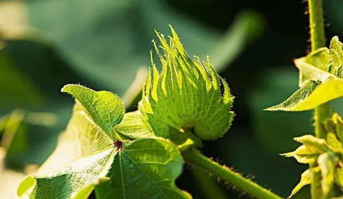 棉花的種植技術(shù)與管理——兼論與水果種植的協(xié)同發(fā)展