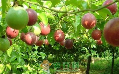 甜蜜的耕耘 水果種植的藝術(shù)與科學(xué)