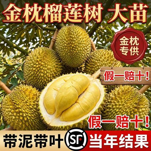 榴蓮樹果樹南北方種植金枕大樹正宗廣西嫁接貓山王矮化水果樹盆栽